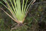 Saltmarsh fingergrass